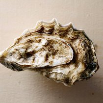 Glitschig oder göttlich? Hinter der felsenharten Schale verbergen sich ein Geruch und ein Geschmack wie ein Tag am Meer.