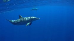 Jeder Delfin hat einen Namen, der aus einer Abfolge von Pfeiftönen besteht, die der Delfin für sich selber kreiert hat.