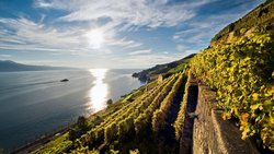 Die steilen, terrassierten Rebberge des Lavaux gehören seit 2007 zum Unesco-Weltkulturerbe. Die 10'000 Rebterrassen werden von Rebmauern gestützt, die aneinandergereiht rund 450 Kilometer lang wären.