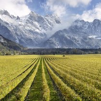Am Rand des Weindorfs Fläsch im Bündner Rheintal liegen die Weinberge von Gantenbein.