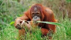 Orang-Utans: In freier Wildbahn sind sie reine Pflanzenfresser.