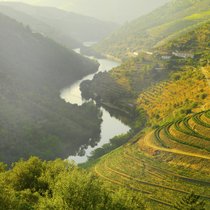 Immer mehr Trauben aus dem Dourotal werden zu trockenen Weiss- und Rotweinen gekeltert.