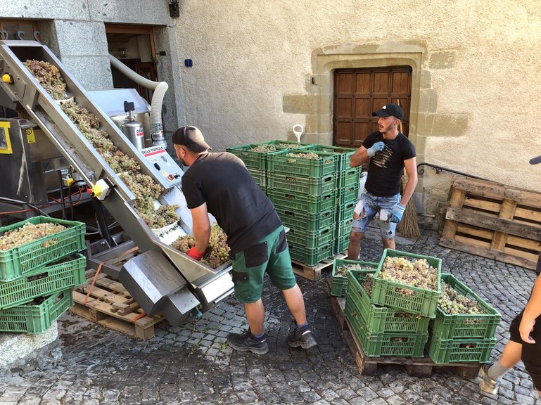 Traubenannahme auf dem Clos des Abbayes: Die Trauben werden per Förderband in die Abbeermaschine transportiert.