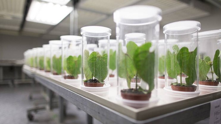 Syngenta: Das Unternehmen sichert die Rendite mit Massenentlassungen. Keystone