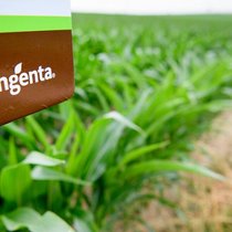 Syngenta: Zieht ein amerikanisches Tech-Pflänzli nach Europa.