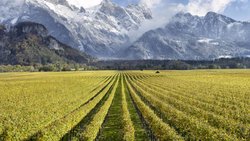 Am Rand des Weindorfs Fläsch im Bündner Rheintal liegen die Weinberge von Gantenbein.