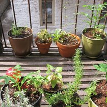 Trend: Detailhändler haben ihr Sortiment ans Urban Gardening angepasst. Flickr/CC