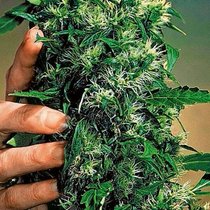 Die Aktien der Hersteller und Verarbeiter von Marihuana sind im Höhenrausch.