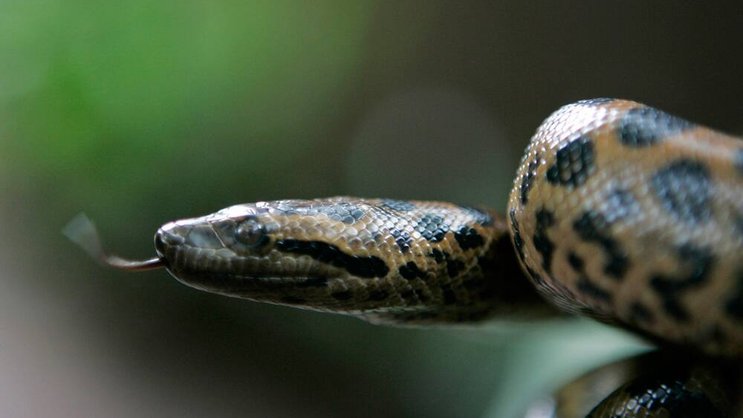 Solitäres Tier: Schlangen gelten als heimtückisch, verlogen und unberechenbar. Keystone