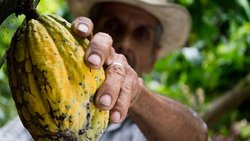 Erntereif: Bei Barry Callebaut wächst der Absatz - noch.  Pexels