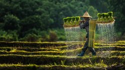 Reisbauer in Asien bei der Arbeit: Die Krise als Dauerzustand akzeptieren.