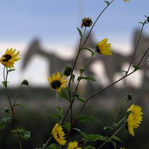 Ölpumpe: Der Preis ist seit Anfang Jahr stark gesunken. Keystone