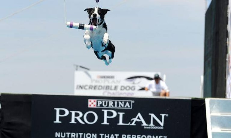 tierfutter_purina.jpg
