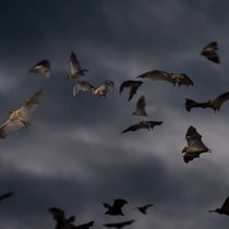 Fledermäuse sehen nicht gut. Sie haben nur kleine, schwarze Augen. Aber sie wissen alles.