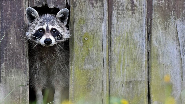 Schaf im Waschbär-Fell: Ein putziger Waschbär lugt durch eine schmale Öffnung eines Lattenzauns im deutschen Sieversdorf.