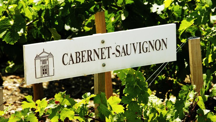 Cabernet Sauvignon ist die weltweit die meistangebaute Rebsorte. Sieben Prozent der weltweiten Anbauflächen sind damit bestockt.