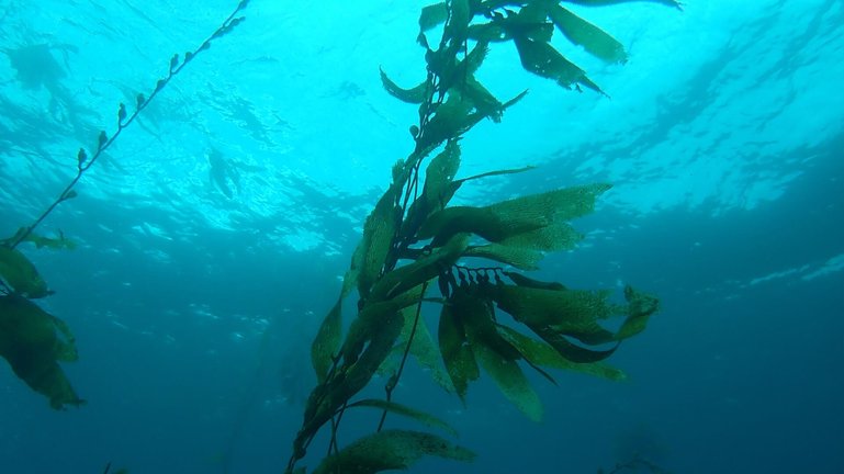 Obschon Kelp unglaublich schnell wächst, ist der Bestand im Channel-Islands-Nationalpark im Pazifik in den letzten Jahren massiv zurückgegangen.