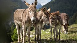 Der Esel ist kein Fluchtier, in Gefahrensituationen bleibt er halsstarrig stehen.  Keystone