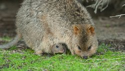 Quokkas: Die Zöglinge bleiben knapp ein Jahr im Känguru-Beutel.