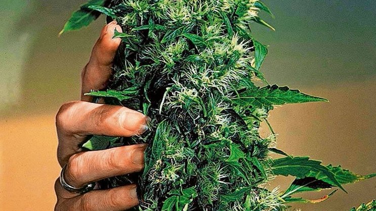 Die Aktien der Hersteller und Verarbeiter von Marihuana sind im Höhenrausch.