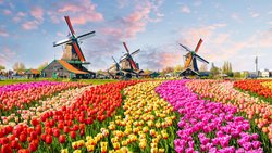 Ein Meer aus Tulpen erblüht im Frühjahr im Keukenhof.