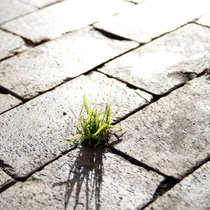 Impact Investing: Soll anders als Philanthropie auch einen Ertrag einbringen.