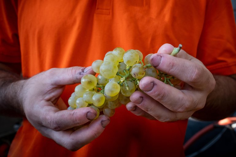 Vermentino: Weisser Trend in der Rotweinregion Toskana.