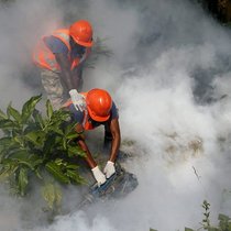 Mückenbekämpfung: Bisher haben sich zwei Schweizer mit dem Zika-Virus angesteckt.  Keystone