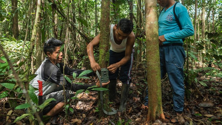 Das Projekt im Vaupes Reservat schützt einen Teil des Amazonas-Regenwaldes Südosten Kolumbiens, indem es die Abholzung verhindert.