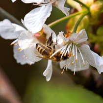 Artensterben: Der Verlust an Biodiversität birgt auch für den Menschen weitreichende Gefahren.