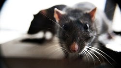 Ratten: Die kleinen Tierchen können sogar Sprachen unterscheiden. Matt Baume/CC/Flickr