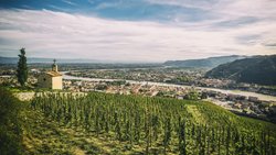 Der Berg der Weinberge: «Hermitage», hoch über der Rhone gelegen, ist eine der teuersten Lagen der Welt.