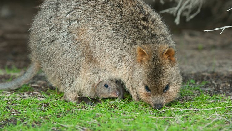 Quokkas: Die Zöglinge bleiben knapp ein Jahr im Känguru-Beutel.