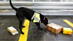 Ein Drogenhund der Schweizer Grenzwache beschnüffelt Briefe und Päckchen.