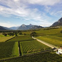 Die Parzelle Schöpfi in Malans ist eine von fünf Pinot-noir-Lagen, die Fromm separat abfüllt.