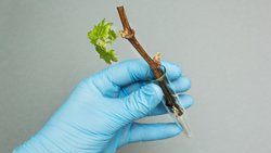 Rebsorten, die weniger empfindlich auf Pilzkrankheiten sind, gibt es schon seit über hundert Jahren. Wegen der Kupferproblematik im Bio-Weinbau gewinnen die «Piwis» immer mehr an Bedeutung.