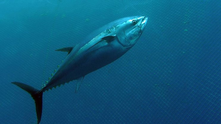 Zu Tode geschrumpft: Die Wirtschaft kann von den Thunfischen lernen.OCEANA/Thierry Lannoy