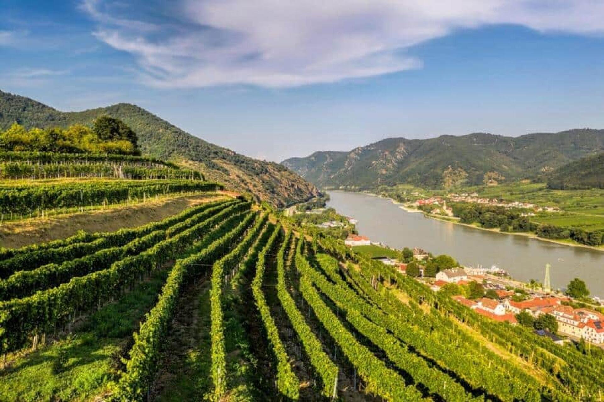 Die Wachau mit den steilen Rebterrassen über der Donau ist eines der besten Anbaugebiete für Grünen Veltliner in Österreich.