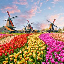 Ein Meer aus Tulpen erblüht im Frühjahr im Keukenhof.