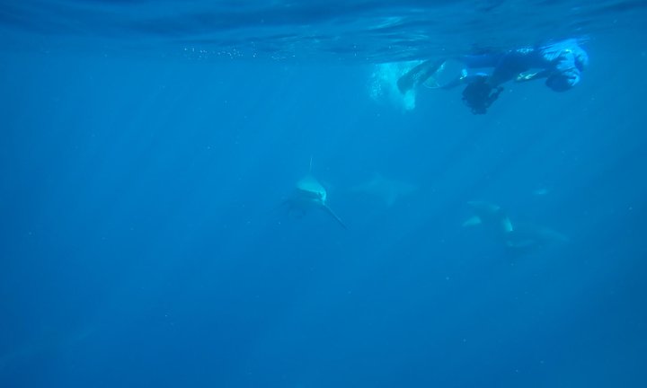 3_Fortis_Marinemaster_Shark_Drift_2026.jpg
