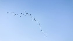 Vogelzüge in V-Formation: Die Chefs des Schwarms ändern je nach Situation. Pixabay