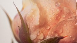 Die Rose de Granville ist ein kleines Wunder der Widerstandskraft, mit heilenden und beruhigenden Wirkstoffen.