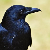 Krähe: Der schwarze Vogel kann denken und handeln.  Pixabay