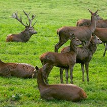 Rothirsche: Die Herde zieht weiter, wenn rund 60 Prozent der Tiere aufstehen.Keystone