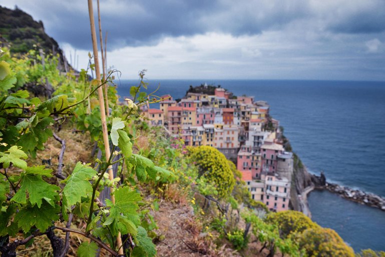 Vermentino prägt die Weissweine in der Region Cinque Terre an der ligurischen Küste, kommt dort aber nicht sortenrein in die Flaschen.