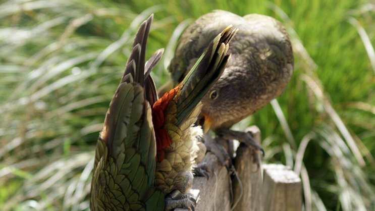 Keas: Viele Tiere bereiten sich spielend auf Notfälle vor. CC/Flickr