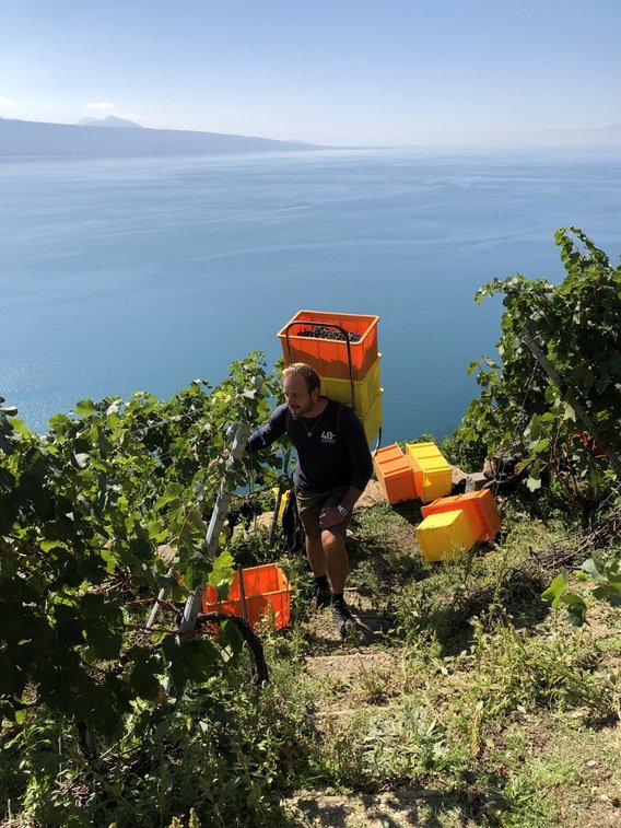 Weinlese in den Steillagen des Lavaux? Knochenarbeit!