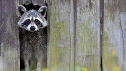 Schaf im Waschbär-Fell: Ein putziger Waschbär lugt durch eine schmale Öffnung eines Lattenzauns im deutschen Sieversdorf.