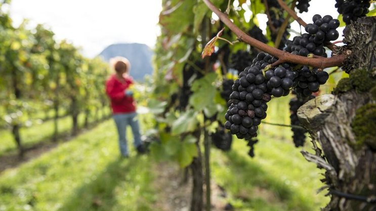 Weinlese: Wer in Wein investieren will, sollte sich auf Profis verlassen. Keystone