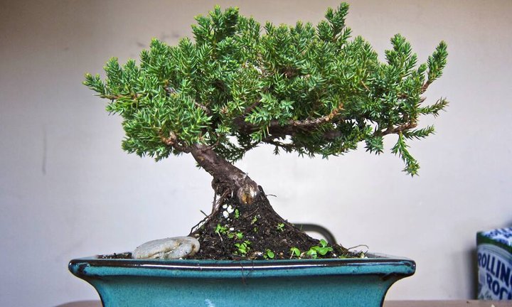 bonsai.jpg